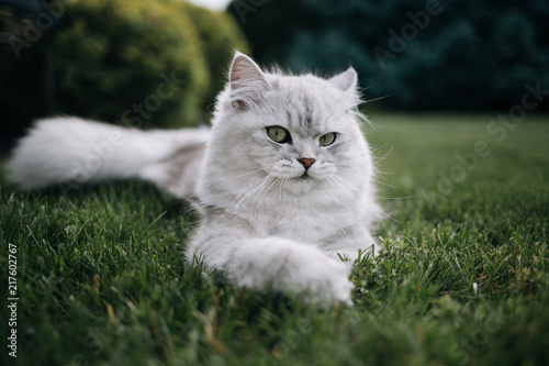 British Longhair cat outside 