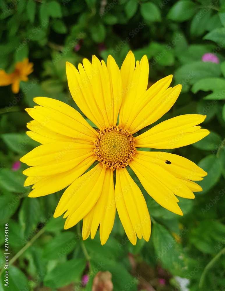 Obraz premium yellow flower like daisy