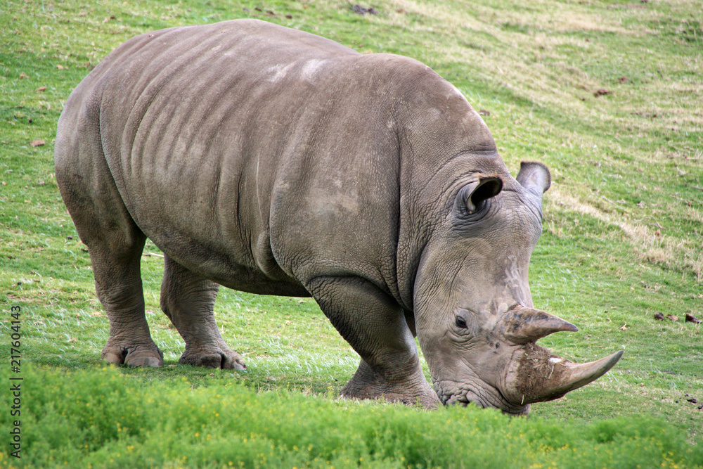 Obraz premium Rhino eating grass