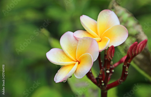 Plumeria Flowers - Hawaii