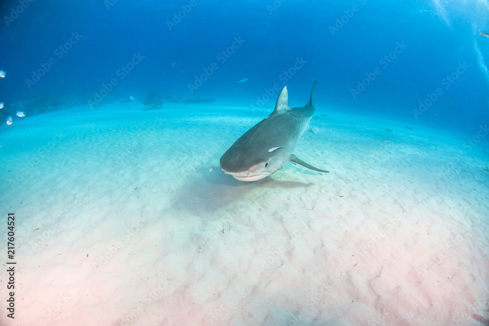 Fototapeta premium Tiger shark at Tigerbeach, Bahamas