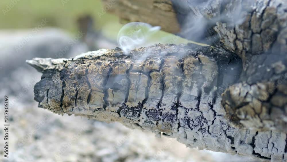 Smoking ash and tree after wildfire Smoking ash and tree after wildfire