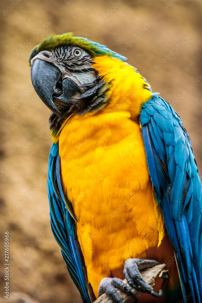 Colorful Macaw perched on a tree limb.