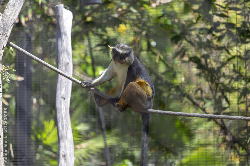 Obraz premium Schmidt's Red tailed Monkey