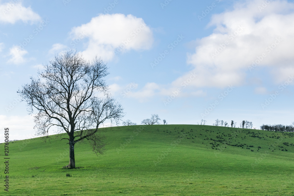 Bare Tree in a Green Field