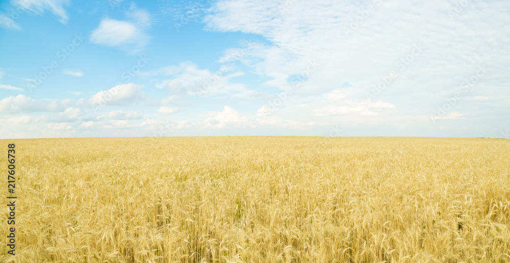 Endless wheat field. Panoramic landscape. Rich harvest.