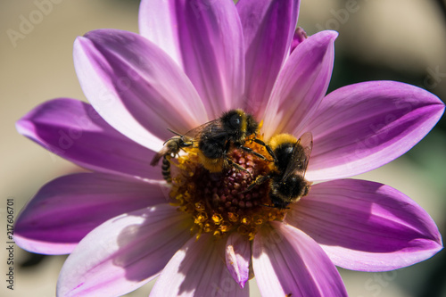 African Daisy with three bees on it