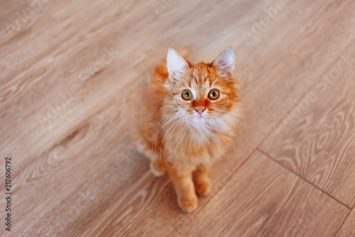 Cute ginger cat. Fluffy pet is gazing curiously. First photos of stray kitten taken home.