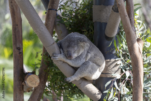Photography Koala