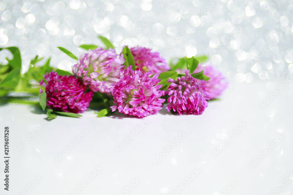 Obraz premium natural background with bright pink buds of the red clover was lying on a white shiny festive background in the summer