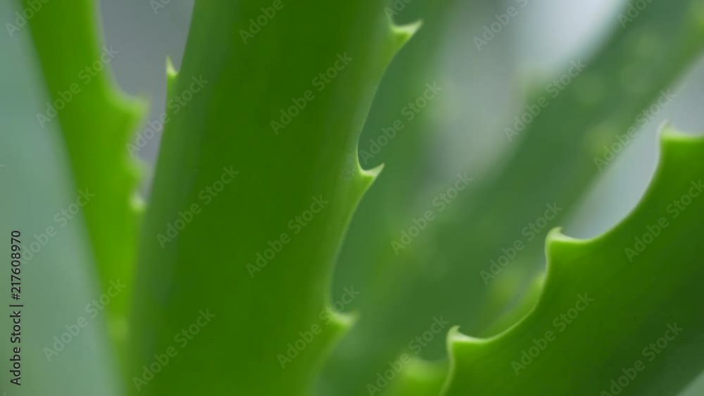 Close up macro of Aloe Vera leafs with green background Close up macro of Aloe Vera leafs with green background