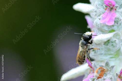 Wildbienen photo