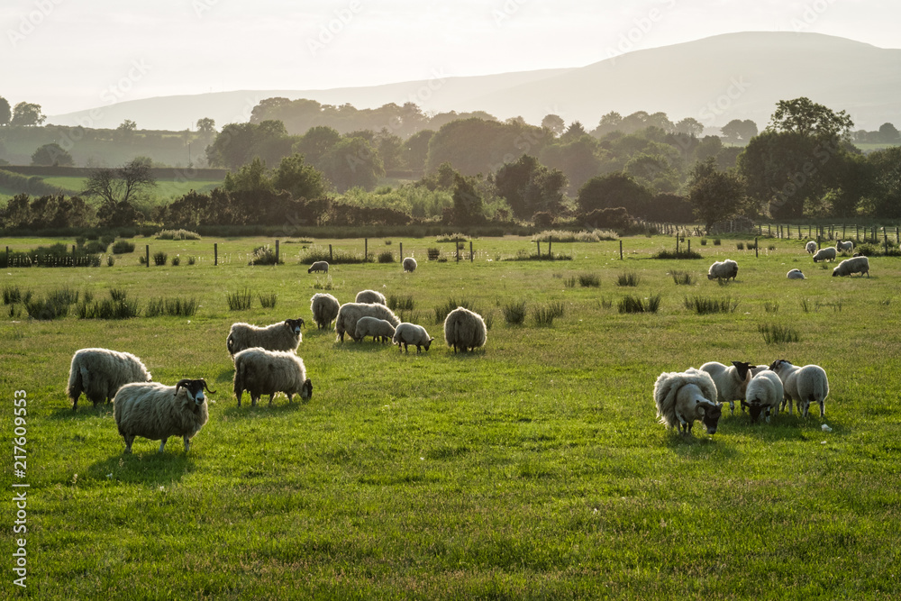 Obraz premium Field of Sheep