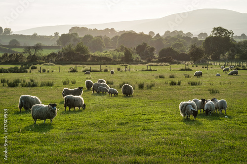 Field of Sheep