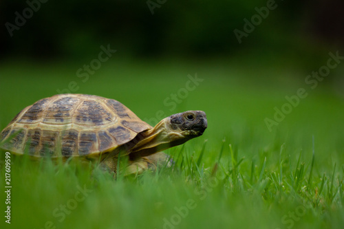 Tortoise © CarterRussellPhoto