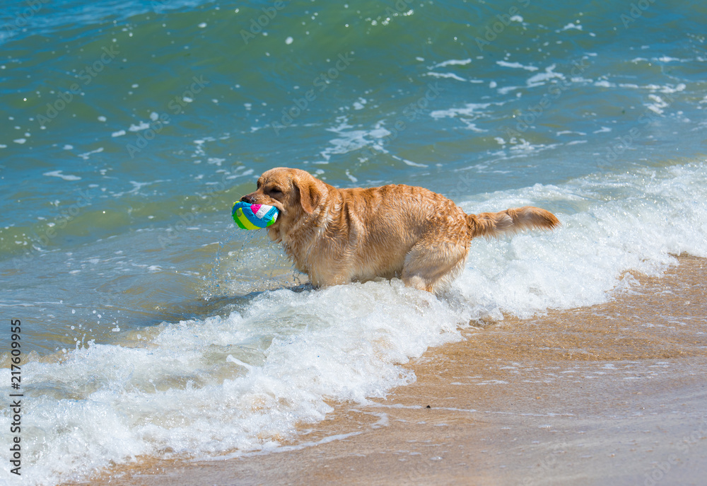 Golden Retrieverr the in the ocean Golden Retrieverr the in the ocean