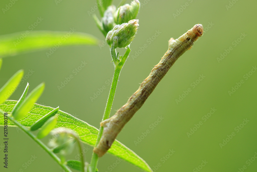 Obraz premium Spannerraupe