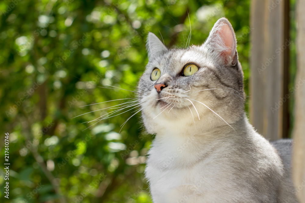 British gray cat on summer garden blurred background