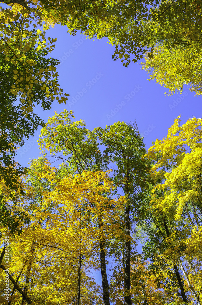 blue sky Fall colored trees view from below blue sky Fall colored trees view from below