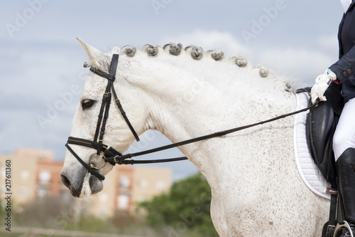 Retrato de un caballo español durante una competicion de doma clasica