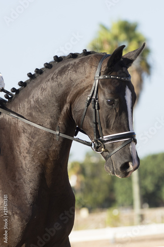 Retrato de un caballo oldenburgo © Azahara