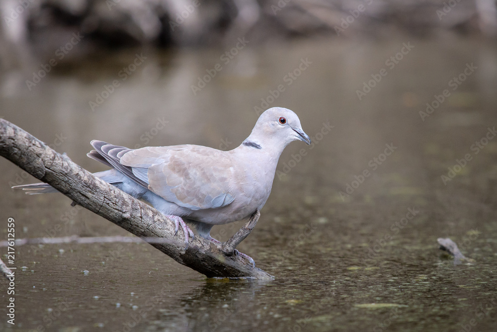 Collared dove or Streptopelia decaocto on branch drink dirty water Collared dove or Streptopelia decaocto on branch drink dirty water