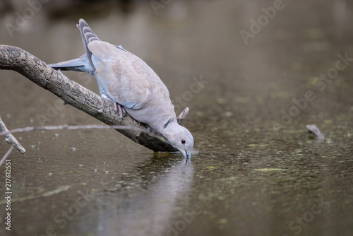 Collared dove or Streptopelia decaocto on branch drink dirty water photo