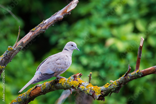 Collared dove or Streptopelia decaocto on branch