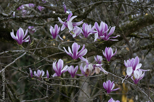 Arbol magnolio con flores moradas