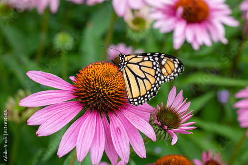 Monarch butterfly on purple coneflower