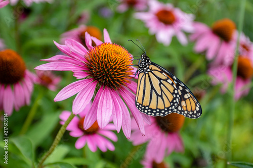 Monarch butterfly on purple coneflower
