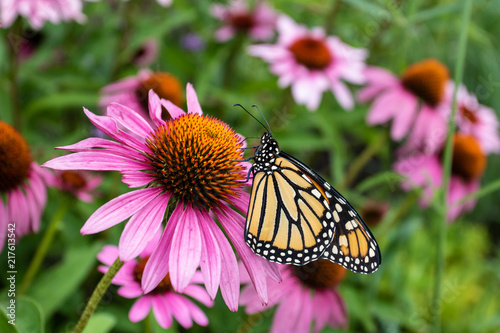 Monarch butterfly on purple coneflower
