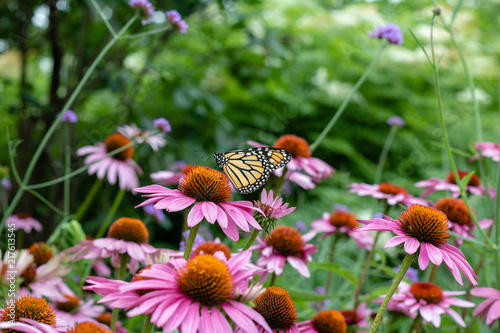 Monarch butterfly on purple coneflower