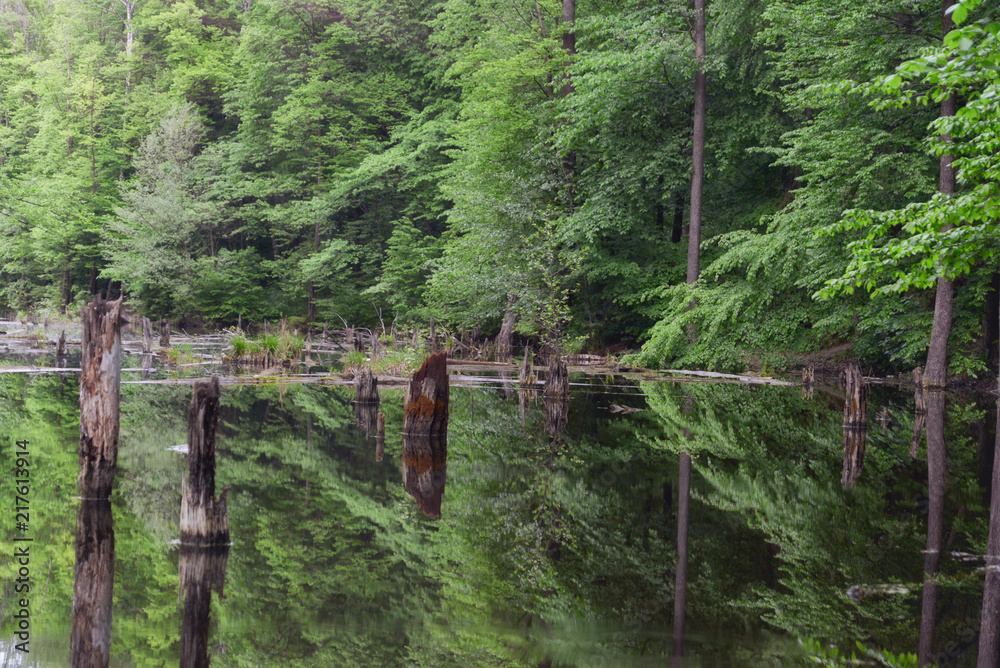 Swamp deciduous forest and dead trees reflected in water Swamp deciduous forest and dead trees reflected in water