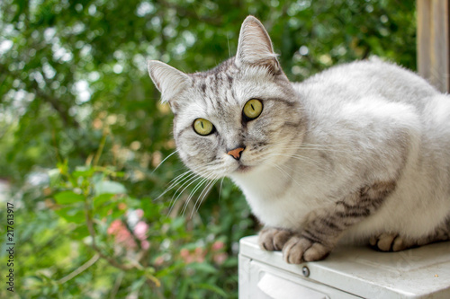 Gray british haircut cat in the green garden