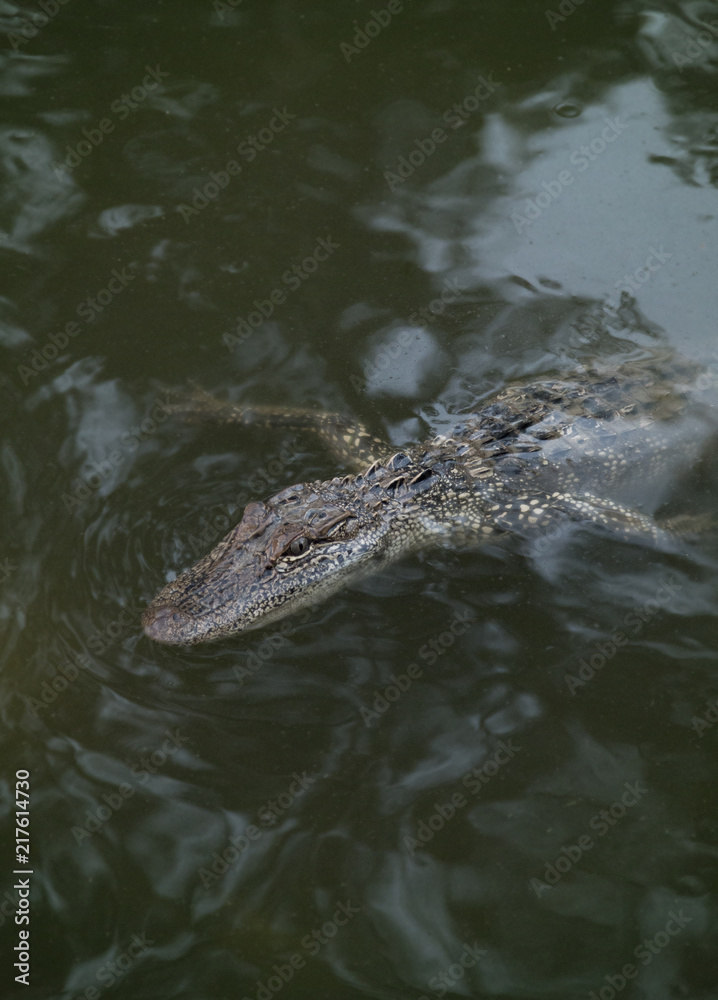 A Young Alligator in the Water A Young Alligator in the Water