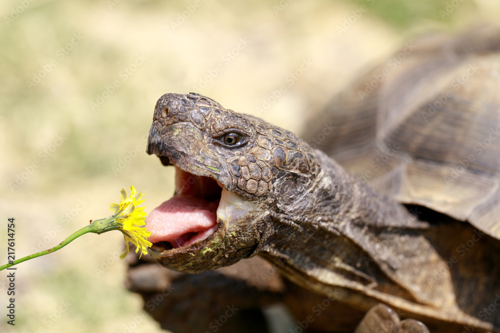 Obraz premium W niewoli dorosły samiec żółw pustynny California jedzący mniszek lekarski. San Rafael, hrabstwo Marin, Kalifornia, USA.