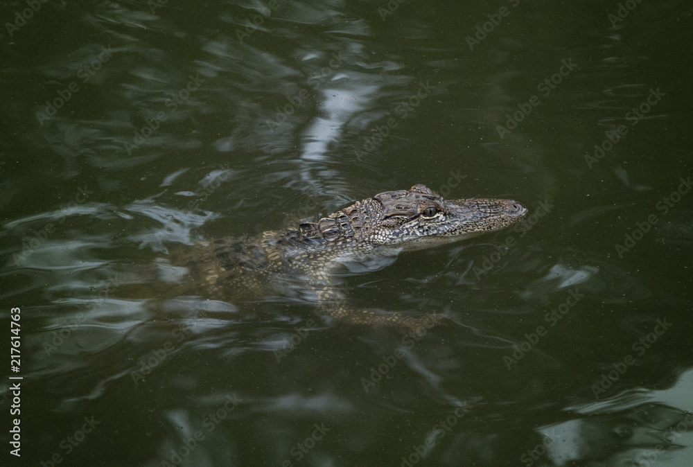 A Young Alligator in the Water
