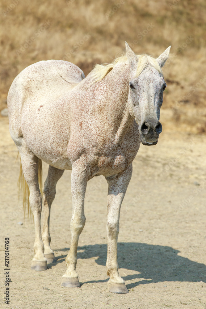 Bend-Or spots horse standing in Horse Hill Preserve on a summer day. Mill Valley, Marin County, California, USA. Bend-Or spots horse standing in Horse Hill Preserve on a summer day. Mill Valley, Marin County, California, USA.