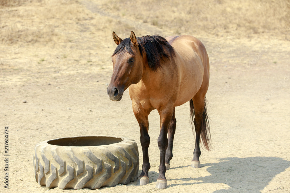 Obraz premium Brown horse with black mane standing in Horse Hill Preserve on a summer day. Mill Valley, Marin County, California, USA.