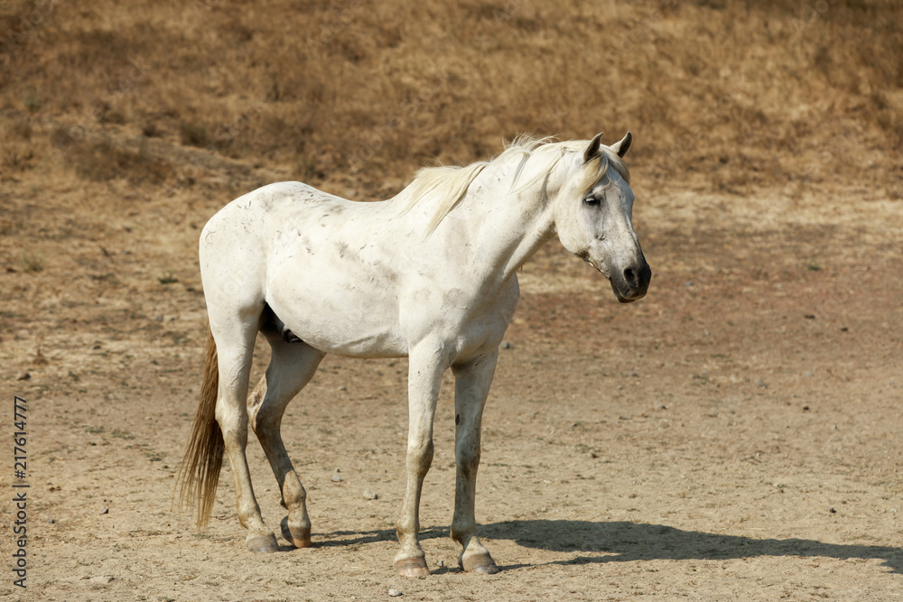 White horse standing in Horse Hill Preserve. Mill Valley, Marin County, California, USA.