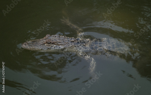 A Young Alligator in the Water