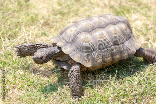 Captive adult male California Desert Tortoise walking on grass. San Rafael, Marin County, California, USA.