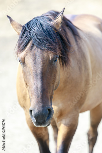 Buckskin horse close-up at Horse Hill Preserve. Mill Valley, Marin County, California, USA. © Yuval Helfman