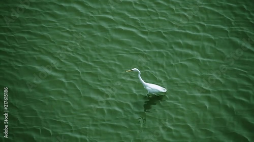 bird in water