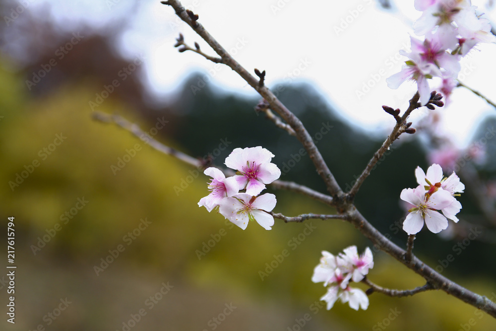 宝登山神社(寶登山神社) 奥宮付近で咲く寒桜 宝登山神社(寶登山神社) 奥宮付近で咲く寒桜