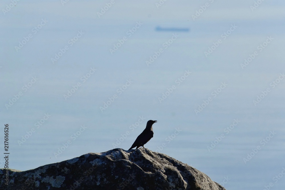 Bird in top of Table Montain Cape Town Bird in top of Table Montain Cape Town