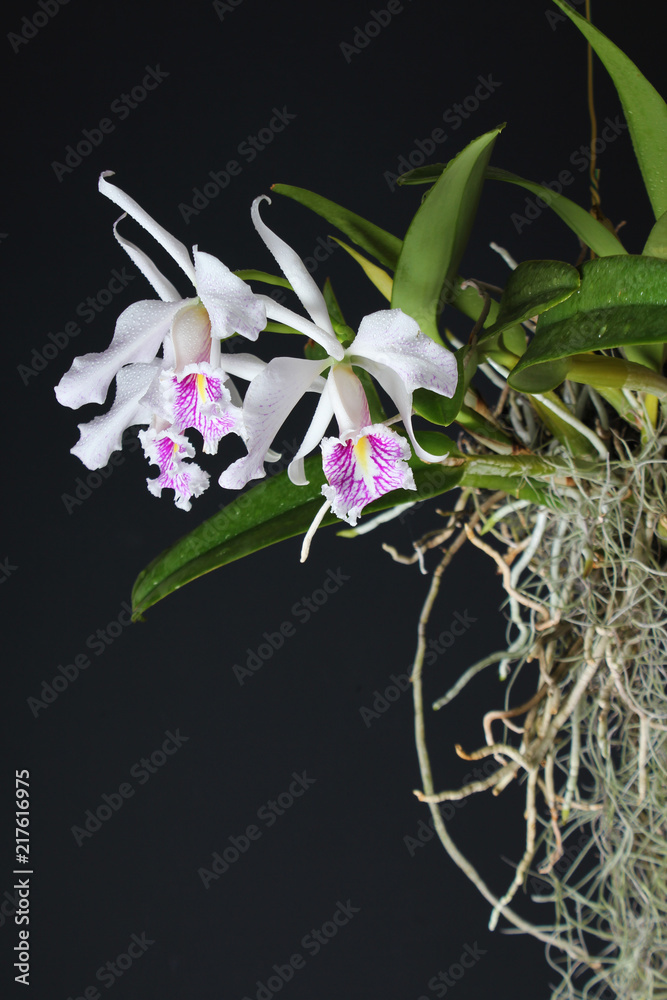 Obraz premium orchid white red on a dark background