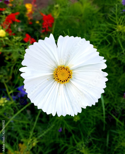 Cosmos Cupcake in bloom