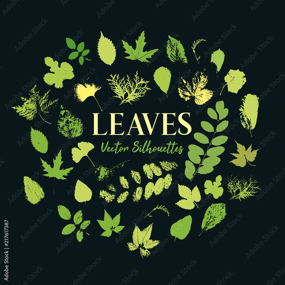 Skeletonizing insect damaged leaves. Blackberry and walnut tree, aspen and birch, maple and thuja, rowanberry and ginkgo. Print of leaf with veins, petiole texture. Botany and forest, wood theme